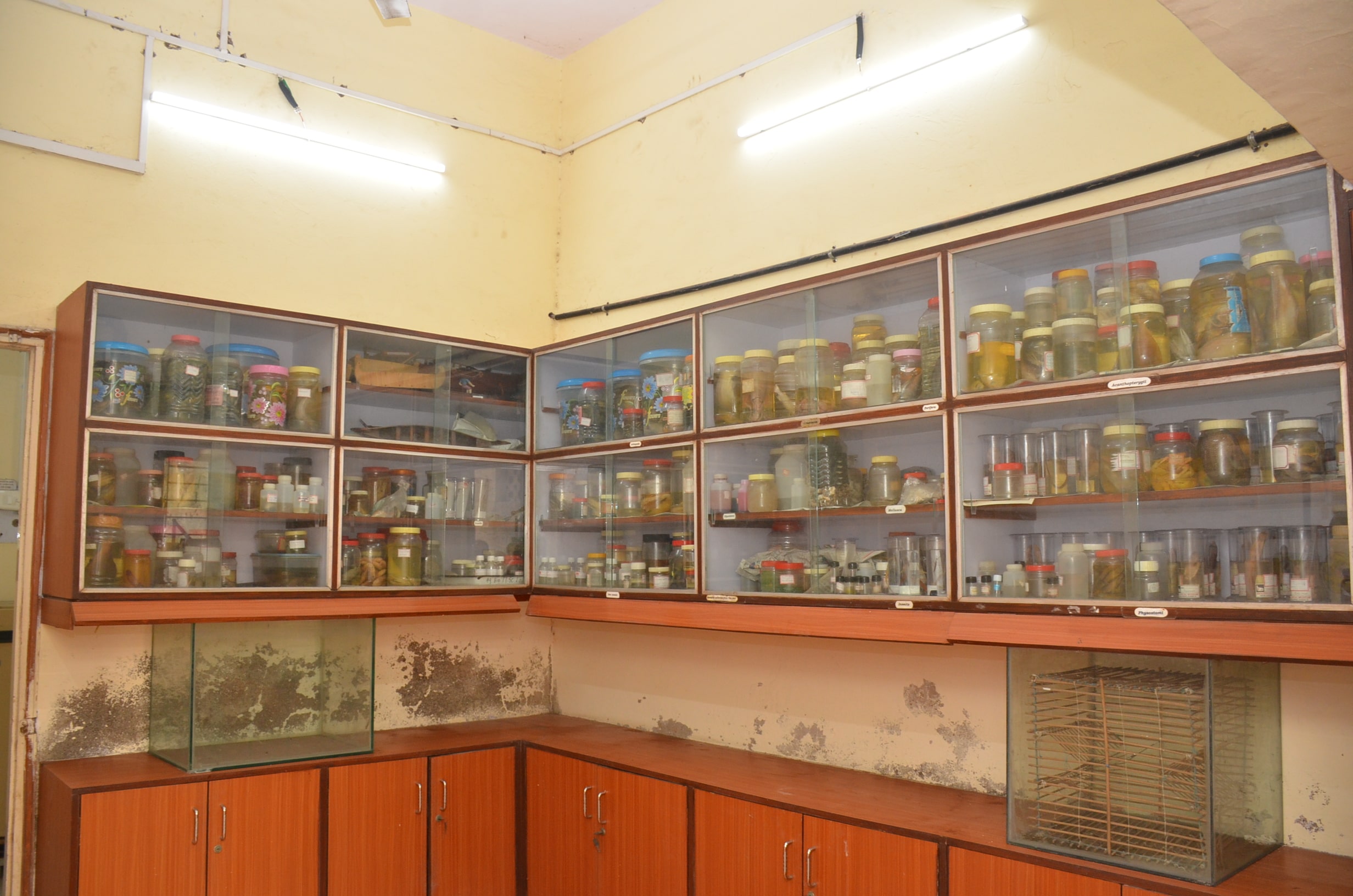 MUSIUM