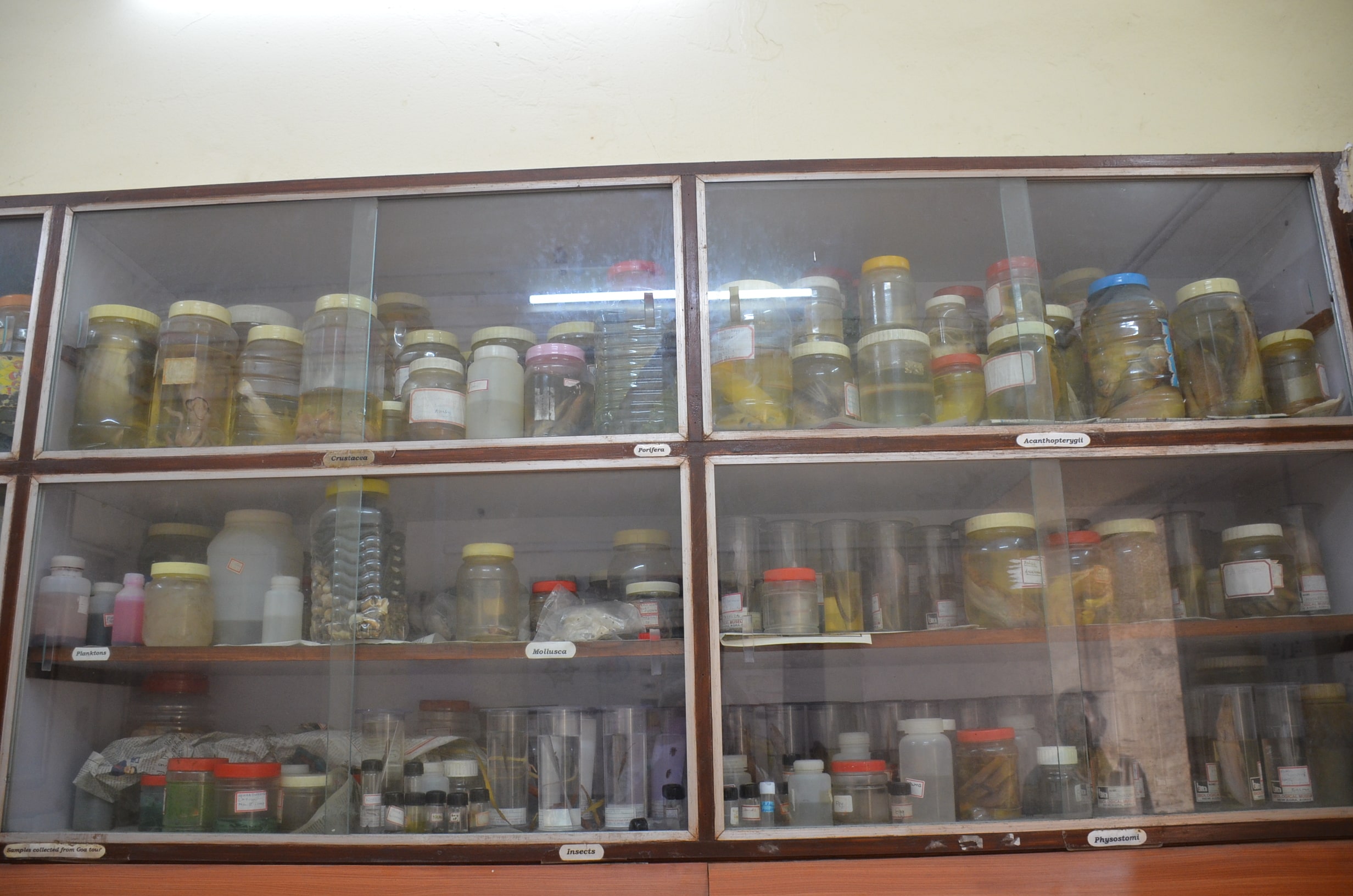 MUSIUM
