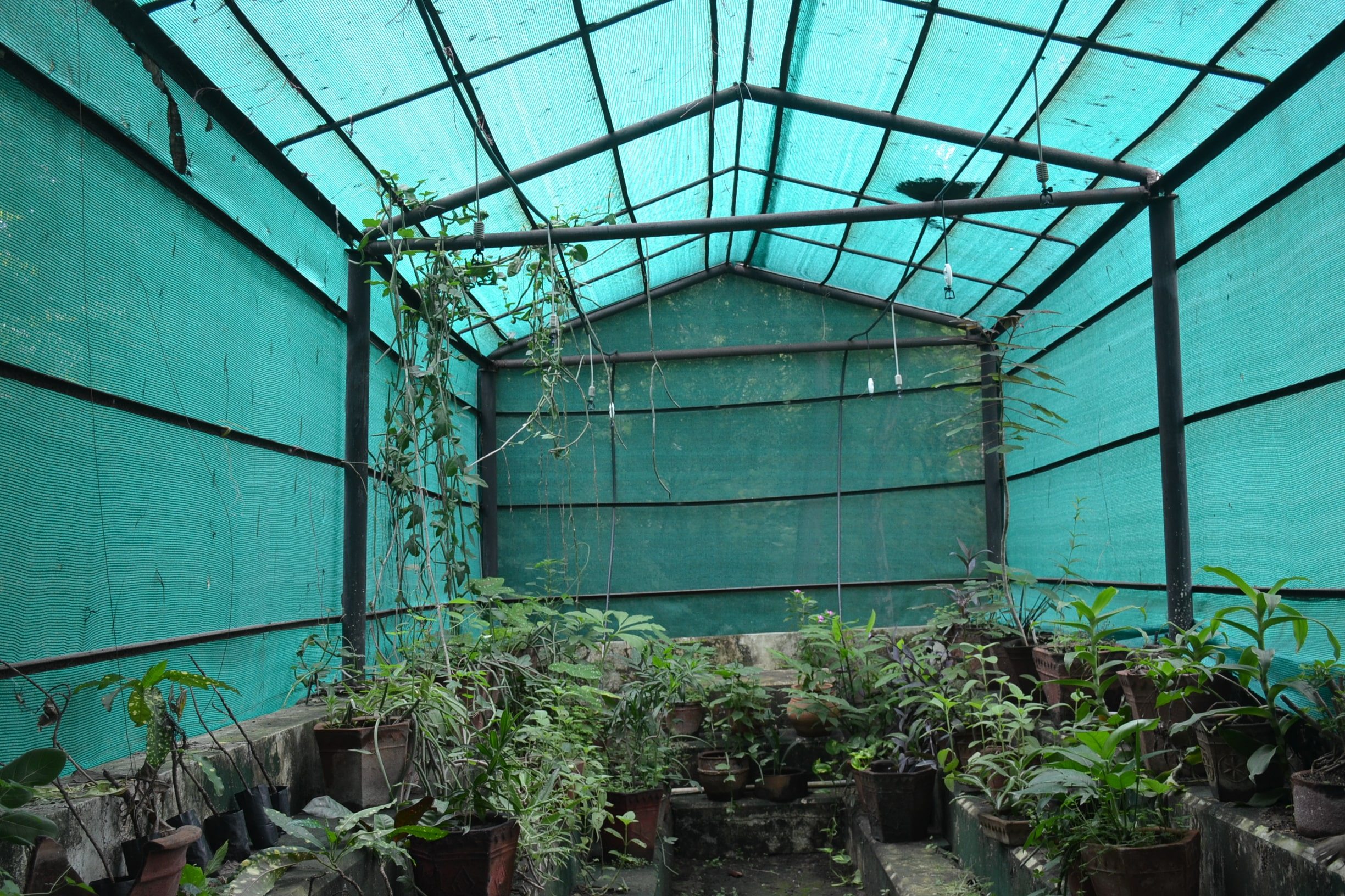 Green House